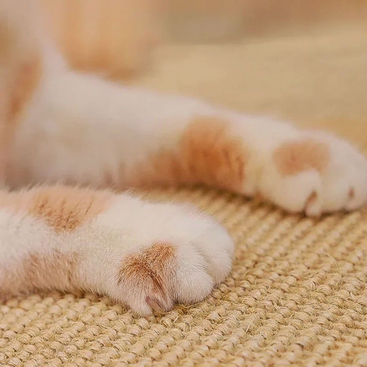 Griffoir pour chat protection meuble canapé DIY sisalguard