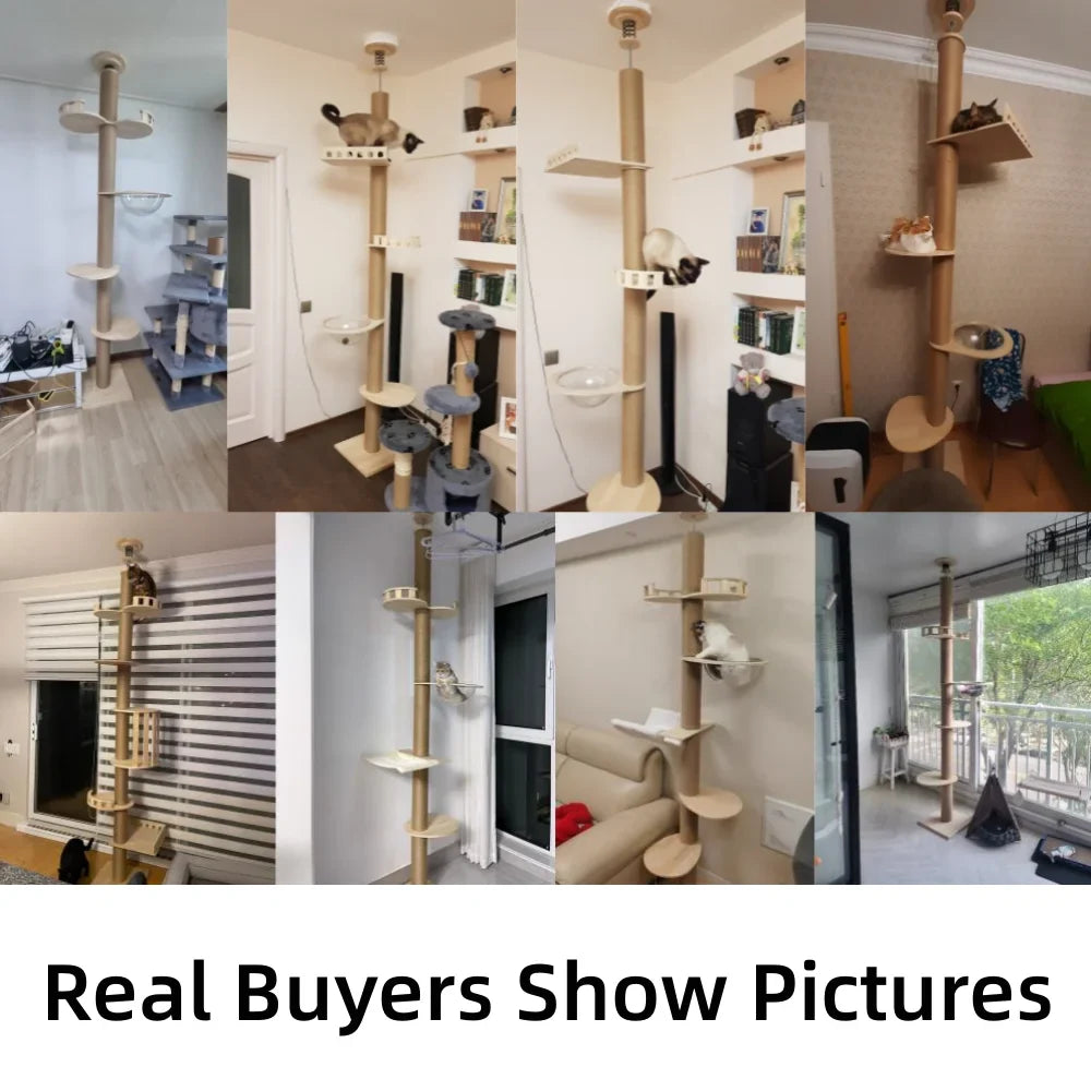 arbre à chat pour grand chat Maine Coon